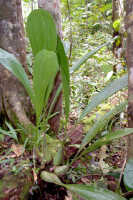 Coelogyne asperata: Coelogyne asperata Lindl., plant in situ on tree base in undergrowth, photo Ed de Vogel, Papua New Guinea, Western Province, Rimbunan Hijau Logging area, Panakawa