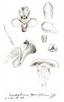 Dendrobium umbellatum: Dendrobium umbellatum (Gaudich.) Rchb.f. (as Dendrobium opacifolium J.J.Sm.), drawing J.J. Smith, based on Bogor cult. (Branderhorst) 58