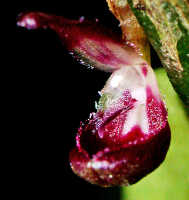 Bulbophyllum stemonochilum: Bulbophyllum stemonochilum J.J.Verm., flower, oblique front view, photo E.F. de Vogel, Leiden cult. 20031028 (de Vogel & Vogel), from Papua New Guinea, Central Prov.