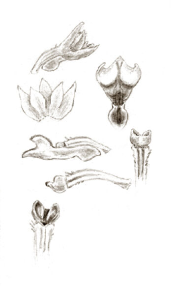 Taeniophyllum longicaule