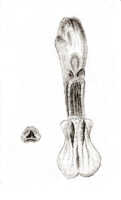Styloglossum ventilabrum: Styloglossum ventilabrum (Rchb.f.) T.Yukawa & P.J.Cribb, as Calanthe chrysantha Schltr., drawing J.J. Smith, from Gjellerup 1060