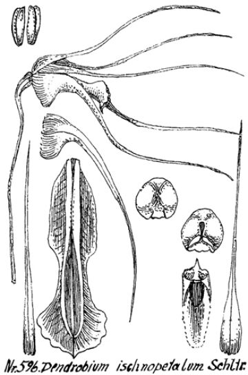 Dendrobium ischnopetalum