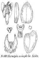 Crepidium sciaphilum: Crepidium sciaphilum (Schltr.) Szlach. (as Microstylis sciaphila Schltr.), drawing R. Schlechter in Repert. Spec. Nov. Regni Veg. Beih. 21 (1923) t. 54, fig. 189
