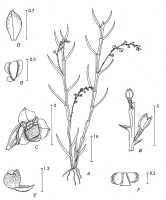 Octarrhena cupulilabra: Octarrhena cupulilabra P.Royen, drawing P. van Royen in Alp. Fl. New Guinea 2 (1979) 748, fig. 259