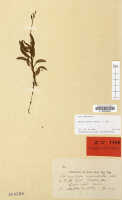 Crepidium undulatum: Crepidium undulatum (Schltr.) Szlach. (as Microstylis undulata Schltr.), herbarium sheet, Schlechter 16631 (isotype specimen L)