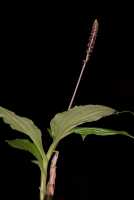 Crepidium ophrydis: Crepidium ophrydis (J.Koenig) M.A.Clem. & D.L.Jones, photo Jon Cara, plant with inflorescence, cult. Jon Cara, from Australia, Ellinja Falls