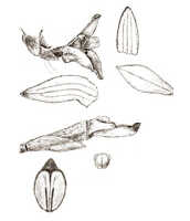 Ceratostylis sessilis: overview picture