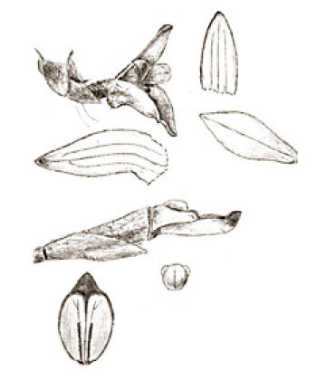 Ceratostylis sessilis