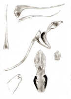 Dendrobium scotiiforme: Dendrobium scotiiforme J.J.Sm. var. tenuifolium J.J.Sm., drawing J.J. Smith, based on Bogor cult. (Branderhorst) 284