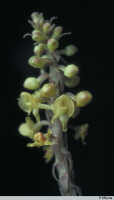 Crepidium hydrophilum: Crepidium hydrophilum (J.J.Sm.) Szlach., inflorescence, photo P. O'Byrne, based on O'Byrne M020 from PNG