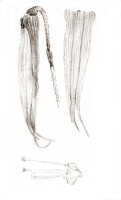 Bulbophyllum muricatum: Bulbophyllum muricatum J.J.Sm., floral analysis, drawing J.J. Smith, from Lam 1496