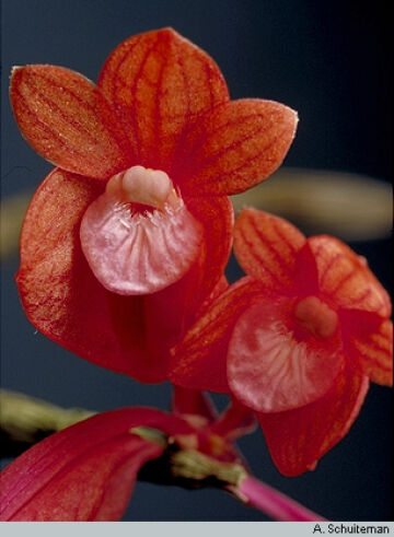 Dendrobium lawesii