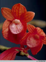 Dendrobium lawesii: Dendrobium lawesii F.Muell., flower, frontal view, photo A. Schuiteman, based on Leiden cult. 928843