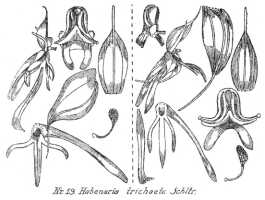 Habenaria trichaete: Habenaria trichaete Schltr., from Repert. Spec. Nov. Regni Veg. Beih. 21 (1923) t. 6, fig. 19