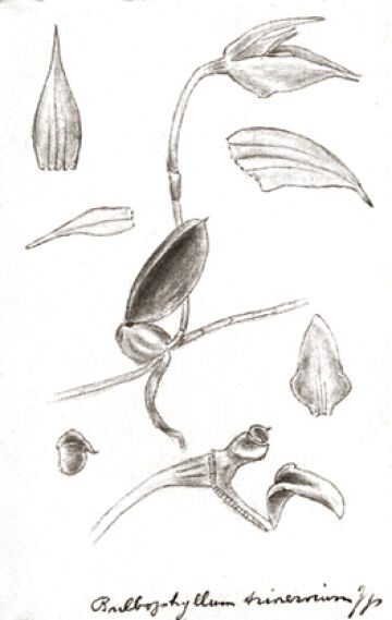 Bulbophyllum trinervium