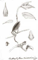 Bulbophyllum trinervium: Bulbophyllum trinervium J.J.Sm., floral analysis, drawing J.J. Smith, from Docters van Leeuwen 10325