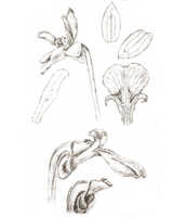 Dendrobium aprinum: overview of Dendrobium aprinum J.J.Sm.