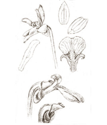 Dendrobium aprinum