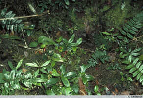 Mediocalcar geniculatum: Mediocalcar geniculatum J.J.Sm., in situ, Mt. Kaindi, PNG, photo A. Schuiteman, based on Schuiteman 8