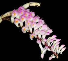 Dendrobium secundum: Dendrobium secundum (Blume) Lindl., inflorescences, photo Jon Cara, from Indonesia, Papua Barat Prov., Waigeo Isl.