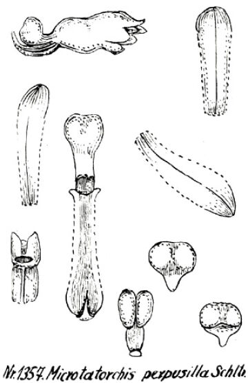 Taeniophyllum minusculum