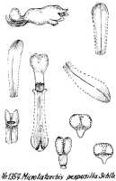 Taeniophyllum minusculum: Taeniophyllum minusculum (Schltr.) Kocyan & Schuit. (as Microtatorchis perpusilla Schltr.), drawing R. Schlechter in Repert. Spec. Nov. Regni Veg. Beih. 21 (1928) t. 352, fig. 1357