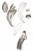 Dendrobium lawesii: Dendrobium lawesii F.Muell., drawing J.J. Smith, based on Mayr 969