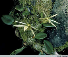 Dendrobium minjemense: Papua New Guinea (Madang Province: Minjem River)., habit (in situ), photo N.E.G. Cruttwell, based on Cruttwell (2/91, PNG, Madang Prov., Aiome)