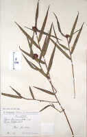 Glomera kaniensis: Glomera kaniensis Schltr., herbarium sheet, Schlechter 17758, isosyntype (K)
