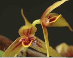 Bulbophyllum erythrosema: Bulbophyllum erythrosema J.J.Verm., flower detail, centre of flowers, various views, photo A. Schuiteman, Leiden cult. 20030261 (de Vogel & Vogel), from Papua New Guinea, Central Prov.