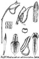 Mediocalcar versteegii: Mediocalcar versteegii J.J.Sm. subsp. versteegii (as Mediocalcar abbreviatum Schltr.), drawing R. Schlechter in Repert. Spec. Nov. Regni Veg. Beih. 21 (1923) t. 85, fig. 311