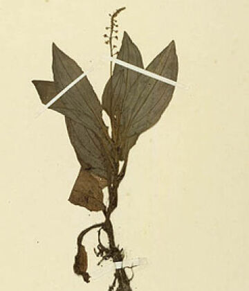 Crepidium fasciatum var. concolor