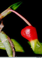 Mediocalcar versteegii subsp. intermedium: Mediocalcar versteegii J.J.Sm. subsp. intermedium Schuit., flower, lateral view, photo E.F. de Vogel, Leiden cult. 20030264