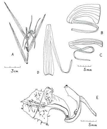Dendrobium beleense