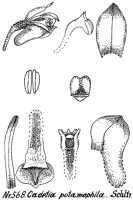 Dendrobium albiflorum: Cadetia potamophila Schltr. (= Dendrobium albiflorum Ridl..), drawing R. Schlechter in Repert. Spec. Nov. Regni Veg. Beih. 21 (1923) t. 151, fig. 568