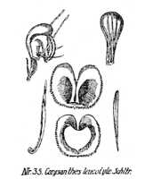 Corybas leucotyle: overview picture