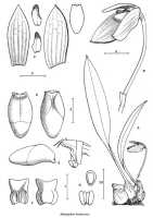 Bulbophyllum bombycinum: Bulbophyllum bombycinum J.J.Verm., Nordic J. Bot. 26 (2008) 130, fig. 1, J.J. Vermeulen, drawing,  based on Jongejan cult. 1145 (holo L), from PNG, Milne Bay Prov.
