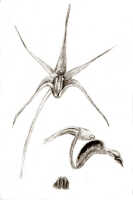 Dendrobium lageniforme: Dendrobium lageniforme J.J.Sm., drawing J.J. Smith, based on Bogor cult. (Jaheri) 59n